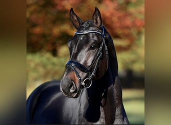 Tysk sporthäst, Valack, 6 år, 165 cm, Rökfärgad svart