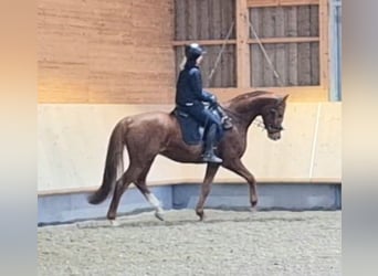 Tysk sporthäst, Valack, 6 år, 166 cm, fux