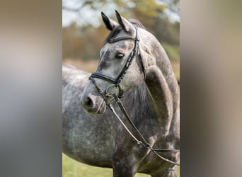 Tysk sporthäst, Valack, 6 år, 166 cm, Grå