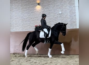 Tysk sporthäst, Valack, 6 år, 167 cm, Svart