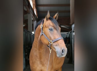 Tysk sporthäst, Valack, 6 år, 169 cm, Brun
