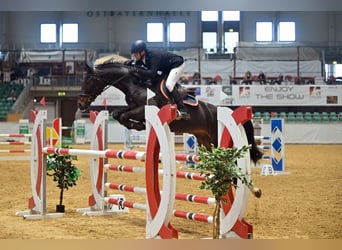 Tysk sporthäst, Valack, 6 år, 170 cm, Brun