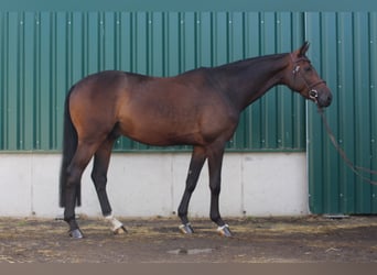 Tysk sporthäst, Valack, 6 år, 170 cm, Brun