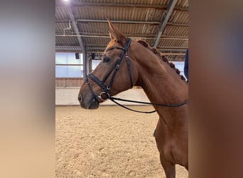 Tysk sporthäst, Valack, 6 år, 172 cm, fux