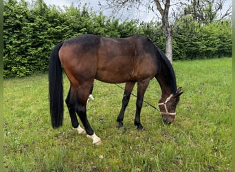 Tysk sporthäst, Valack, 6 år, 172 cm, Mörkbrun