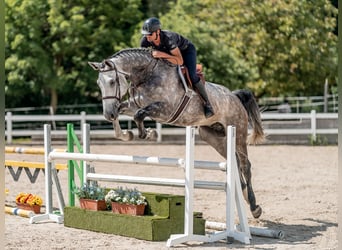 Tysk sporthäst, Valack, 6 år, 176 cm, Grå