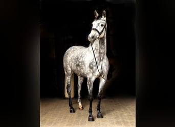 Tysk sporthäst, Valack, 7 år, 163 cm, Grå
