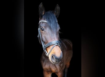 Tysk sporthäst, Valack, 7 år, 170 cm, Rökfärgad svart