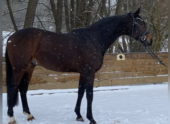 Tysk sporthäst, Valack, 7 år, 172 cm, Mörkbrun