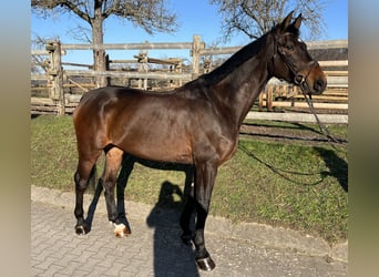 Tysk sporthäst, Valack, 7 år, 175 cm, Brun