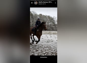 Tysk sporthäst, Valack, 8 år, 173 cm, Brun
