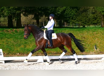 Tysk sporthäst, Valack, 8 år, 175 cm, Brun