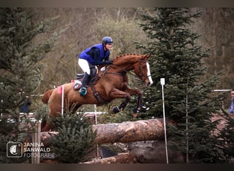 Tysk sporthäst, Valack, 8 år, 177 cm, fux