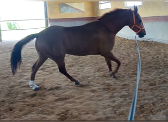 Tysk sporthäst, Valack, 9 år, 166 cm, fux