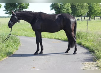 Tysk sporthäst, Valack, 9 år, 173 cm, Svart