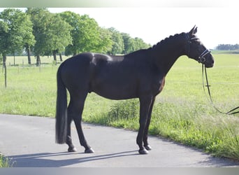 Tysk sporthäst, Valack, 9 år, 173 cm, Svart
