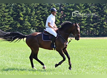Tysk sporthäst, Valack, 9 år, 178 cm, Brun