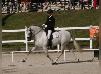PRE, Hingst, 15 år, 166 cm, Grå