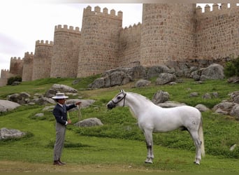PRE, Stallion, 17 years, 16,1 hh, Grey
