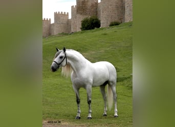 PRE, Stallion, 17 years, 16,1 hh, Grey