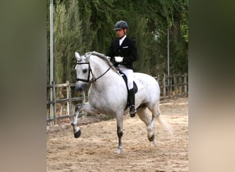 PRE, Stallion, 17 years, 16,1 hh, Grey