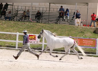 PRE, Stallion, 17 years, 16,1 hh, Grey