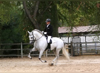 PRE, Stallion, 17 years, 16,1 hh, Grey