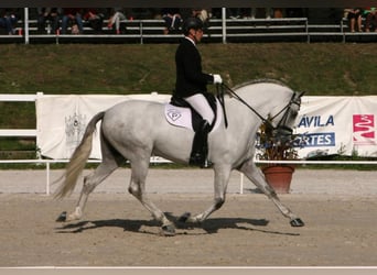 PRE, Stallion, 17 years, 16,1 hh, Grey