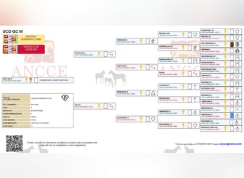 PRE, Stallone, 18 Anni, 166 cm, Grigio