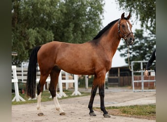 Ucraino / Ucraino da Sella, Castrone, 5 Anni, 156 cm, Baio ciliegia