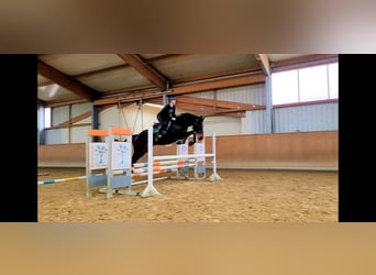 Ucraino / Ucraino da Sella Mix, Castrone, 5 Anni, 165 cm, Baio scuro