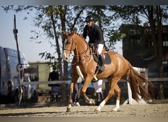 Ucraino / Ucraino da Sella, Castrone, 5 Anni, 172 cm, Sauro scuro