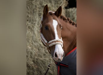 Ucraino / Ucraino da Sella, Castrone, 5 Anni, 172 cm, Sauro scuro