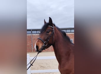 Ucraino / Ucraino da Sella, Giumenta, 6 Anni, 150 cm, Baio