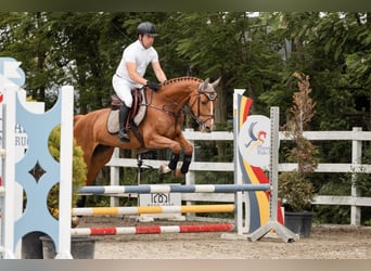 Ucraino / Ucraino da Sella, Giumenta, 6 Anni, 166 cm, Sauro scuro