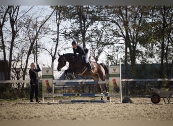 Ucraino / Ucraino da Sella, Giumenta, 7 Anni, 163 cm, Baio scuro