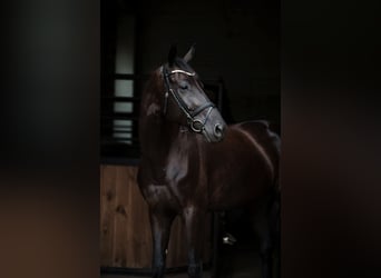 Ucraino / Ucraino da Sella, Giumenta, 7 Anni, 173 cm, Morello
