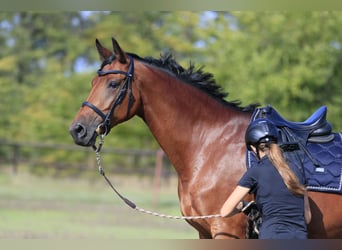 Ucraino / Ucraino da Sella Mix, Giumenta, 7 Anni, 175 cm, Baio chiaro