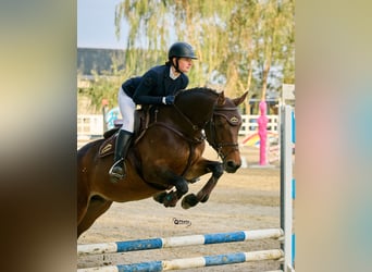 Ucraino / Ucraino da Sella, Giumenta, 9 Anni, 165 cm, Baio ciliegia