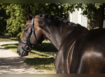 Ucraino / Ucraino da Sella, Stallone, 6 Anni, 166 cm, Baio