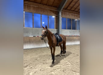 Ucraino / Ucraino da Sella, Castrone, 14 Anni, 165 cm, Sauro