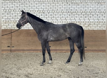 Ucraino / Ucraino da Sella Mix, Castrone, 4 Anni, 174 cm, Grigio