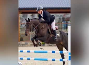 Ucraino / Ucraino da Sella, Castrone, 6 Anni, 163 cm, Baio scuro