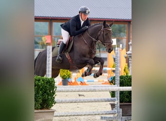 Ucraino / Ucraino da Sella, Castrone, 6 Anni, 163 cm, Baio scuro