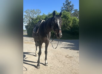 Ucraino / Ucraino da Sella, Castrone, 7 Anni, 170 cm, Baio scuro