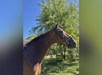 Ucraino / Ucraino da Sella, Castrone, 8 Anni, 176 cm, Baio