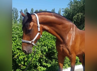 Ucraino / Ucraino da Sella, Castrone, 8 Anni, 176 cm, Baio