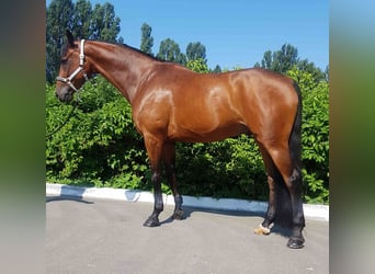 Ucraino / Ucraino da Sella, Castrone, 9 Anni, 176 cm, Baio