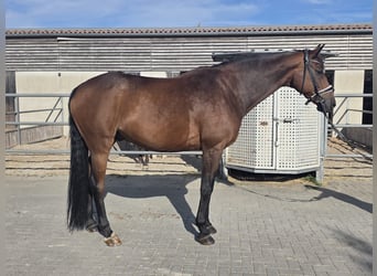 Ucraino / Ucraino da Sella, Castrone, 9 Anni, 176 cm, Baio