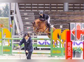 Ucraino / Ucraino da Sella, Giumenta, 10 Anni, 165 cm, Sauro